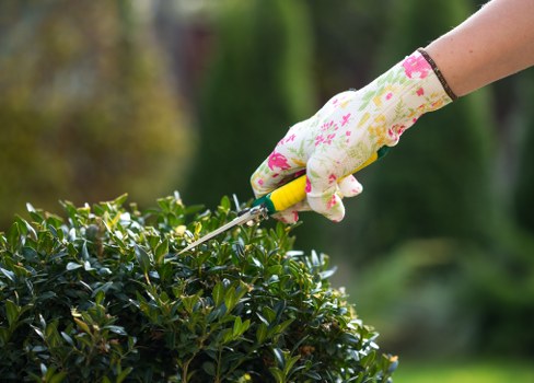 Local gardener maintaining plants in Custom House