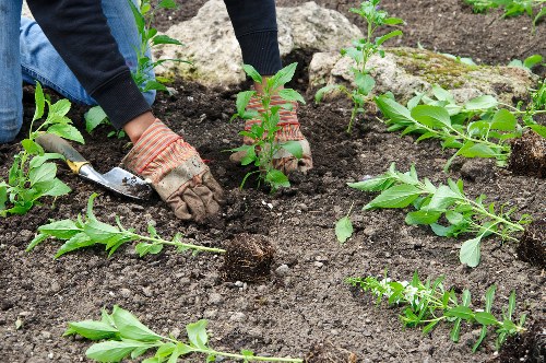 Local gardeners in Archway working on a lush garden with diverse plant species.