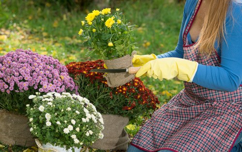 Lush green garden maintained by expert