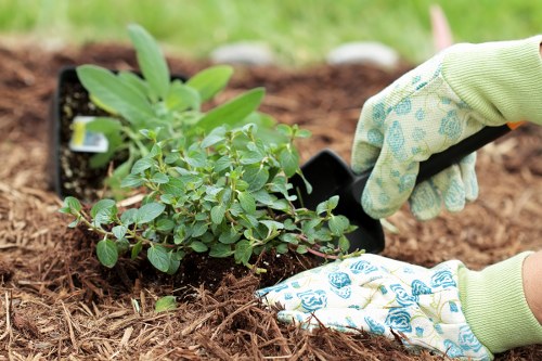 Seasonal garden maintenance with shrubs being pruned for a healthy and attractive landscape.