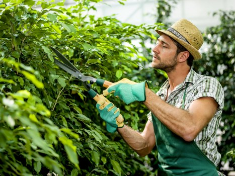 Healthy garden with pruned trees