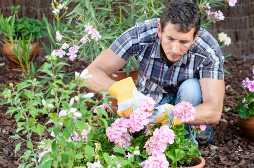 Tools used in professional hedge trimming