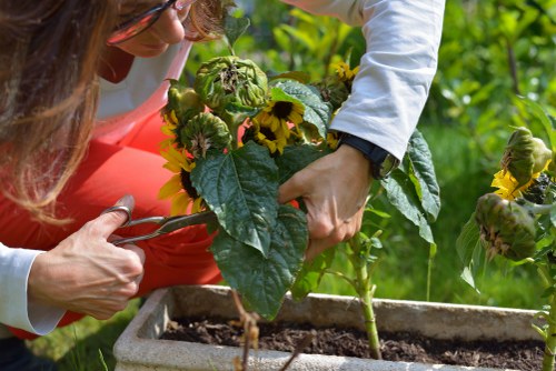 Seasonal garden maintenance activities