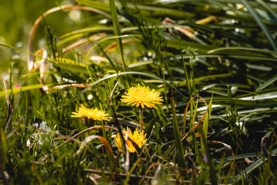 A close-up view of three vibrant yellow dandelion flowers blooming amidst dense green grass and foliage in a garden setting. The dandelions are surrounded by tall, narrow leaves and blades of grass, w
