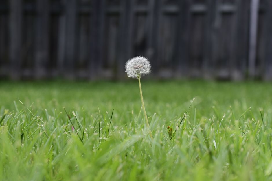 A close-up view of three vibrant yellow dandelion flowers blooming amidst dense green grass and foliage in a garden setting. The dandelions are surrounded by tall, narrow leaves and blades of grass, w